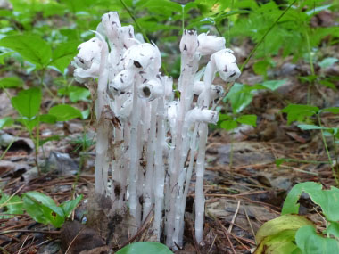 Monotropa  uniflora